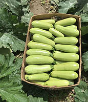 Кабачок АРАЛ F1, 5шт SAKATA