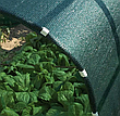 Затіняюча сітка 60% 6*50 м притіняюча сітка для городу захист рослин від сонця та граду, фото 2