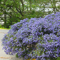 Цеанотус Victoria 2 річний, Цеанотус Виктория, Ceanothus thyrsiflorus Victoria, фото 3