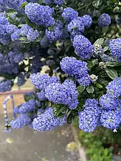 Цеанотус Victoria 2 річний, Цеанотус Виктория, Ceanothus thyrsiflorus Victoria, фото 6