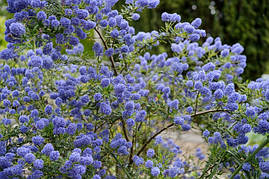 Цеанотус Victoria 2 річний, Цеанотус Виктория, Ceanothus thyrsiflorus Victoria, фото 4