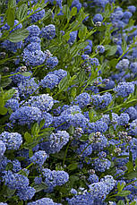 Цеанотус Victoria 2 річний, Цеанотус Виктория, Ceanothus thyrsiflorus Victoria, фото 5