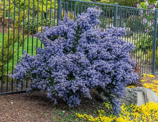 Цеанотус Victoria 2 річний, Цеанотус Виктория, Ceanothus thyrsiflorus Victoria, фото 1