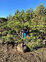 Бонсай Нівакі Pinus sylvestris
