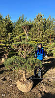 Бонсай Нівакі Pinus sylvestris