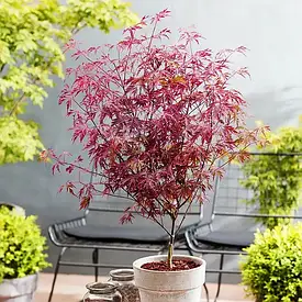 Клен пальмолистний Royal Garnet 2 річний, Клен віяловий / пальмолистний Роял Гарнет, Acer Royal Garnet