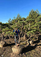 Бонсай Нівакі Pinus sylvestris