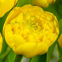 Тюльпан Yellow Pomponnet (Йеллоу Помпонетт)