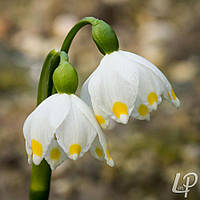 Галантус Спинг Джой (Spring Joy)