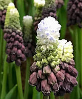 Мускари Грейп Айс (Muscari Grape Ice)