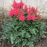 Астильба Файрберри (Astilbe Fireberry)