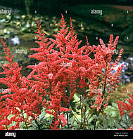 Астильба Лук ат Ми (Astilbe Look at Me)