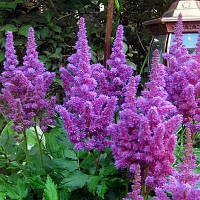 Астильба Немо (Astilbe Nemo)