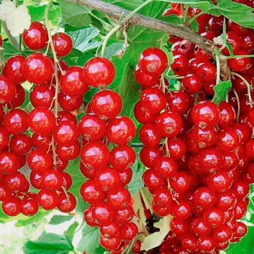 Смородина червона " Мармеладниця ", фото 1