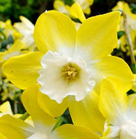 Нарцисс многоцветковый Пипит (Pipit)