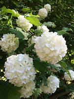 Калина Бульденеж (Viburnum Boule de Neige)