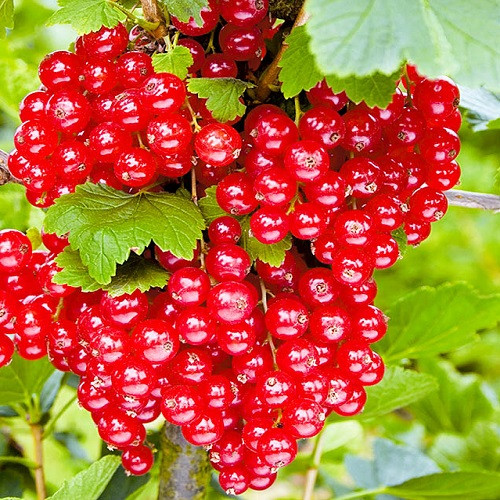 Смородина червона " Уральська красуня ", фото 1