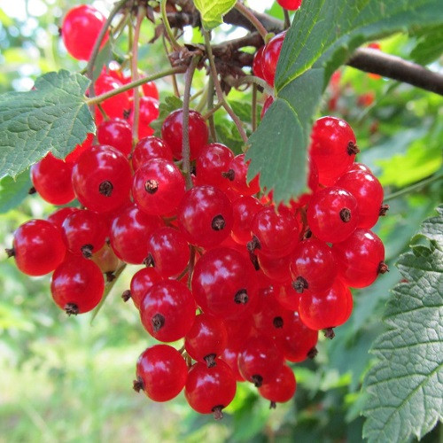 Смородина червона " Наталі ", фото 1