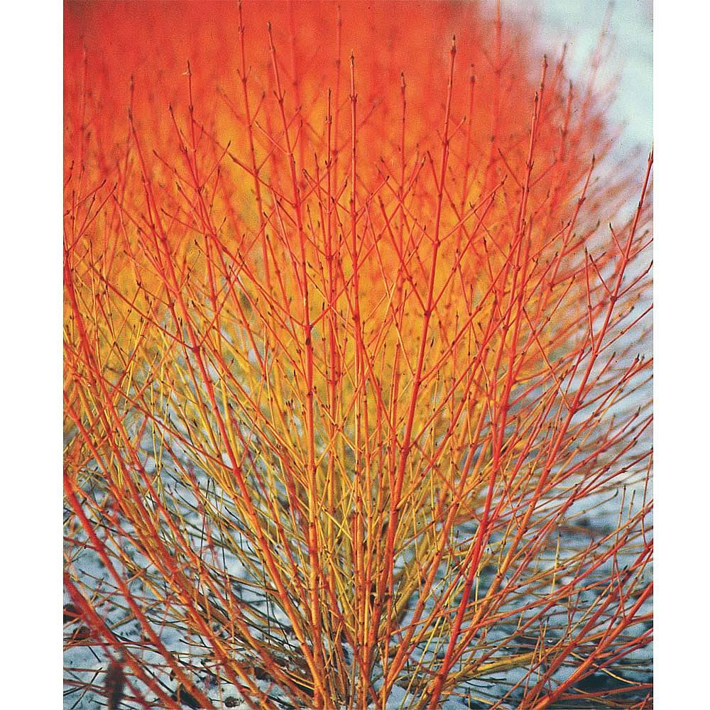 Дерен криваво-червоний Anny's Winter Orange 2 річний, Дерен кроваво-красный Эниз Винтер Оранж Cornus sanguinea Anny's Winter Orang