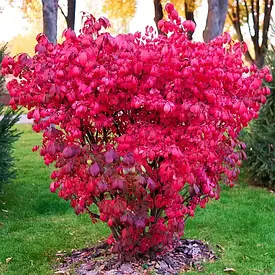 Бересклет крилатий Compactus 2 річний, Бересклет крылатый Компактус, Euonymus alatus Compactus