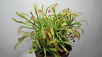 Росянка капская красная / Drosera capensis Лучшая цена на PokupOnline