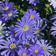 Луковицы цветка Анемона Blanda Blue Shades (3шт.)