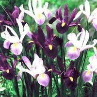 Луковицы цветка Ирис Purple Lavender Mix (2 шт.)