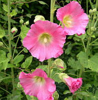 Декоративное растение Мальва Rosea розовая (корневище)