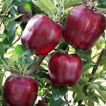 Плодове дерево Яблуня Ред Чіф