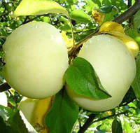 Плодове дерево Яблуня Білий Налив
