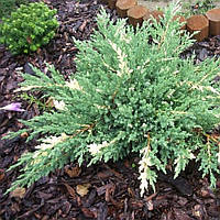 Декоративное растение Можжевельник горизонтальный Андорра Вариегата 5-10 см