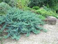 Декоративное растение Можжевельник горизонтальный Блю Чип 5-10 см