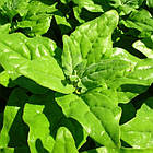 Шпинат Новозеландський 2 г, фото 2