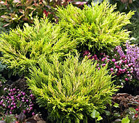 Декоративное растение Можжевельник горизонтальный Лаймглоу 5-10 см