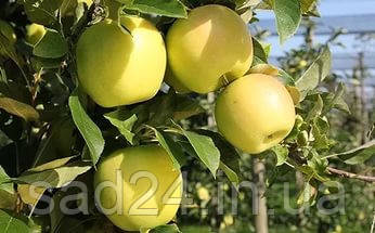 Плодове дерево Яблуня Голдан Делішес