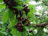 Плодове дерево Черешня Мелітопольська Чорна