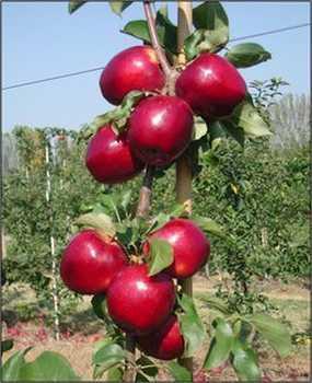 Плодове дерево Яблуня Моді