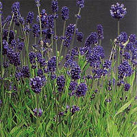 Декоративное растение Лаванда Lavance Purple / ОКС