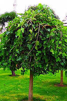Плодовое дерево Шелковица штамбовая Плакучая