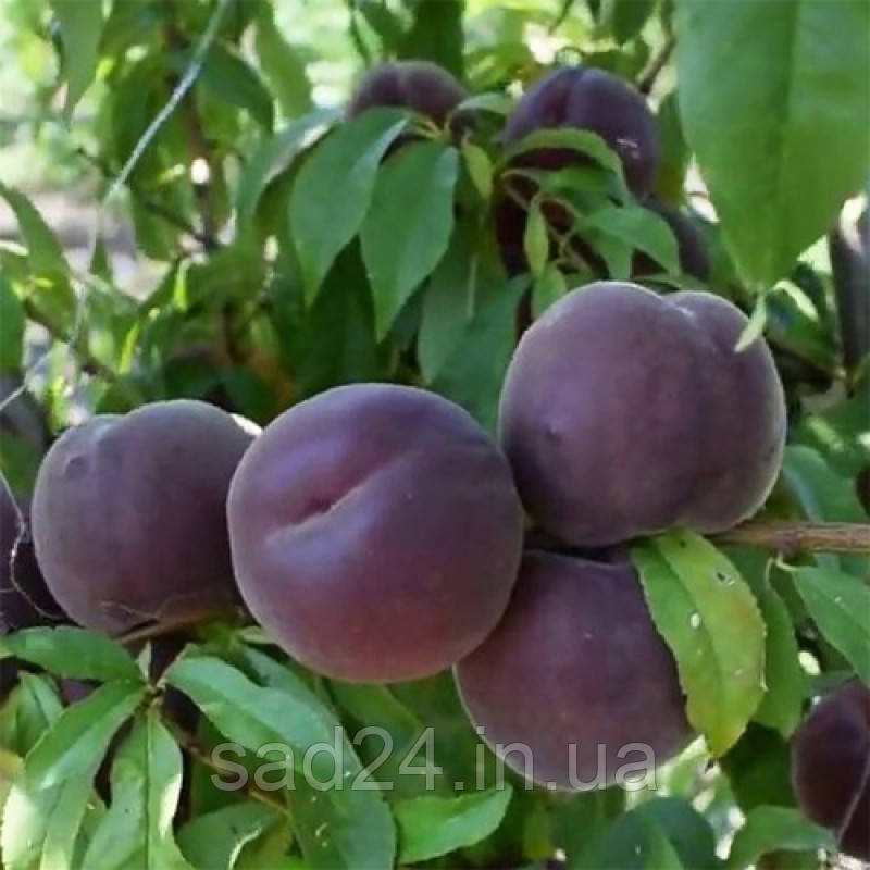 Плодове дерево Персик колоноподібний Принц / ГКС