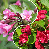 Декоративное растение Вейгела Микс 2 шт. (красная и розовая) однолетняя