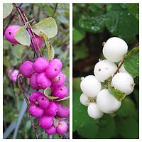 Декоративное растение Снежноягодник Микс 2 шт. (красный и белый)