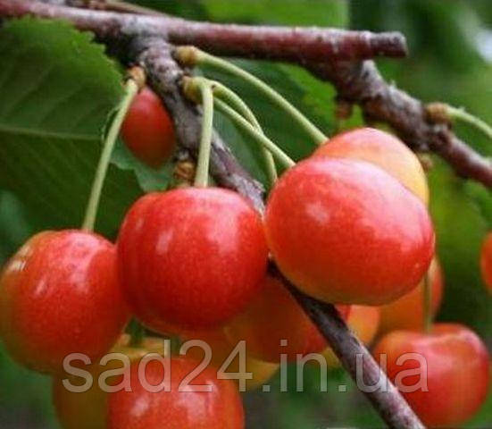 Плодовое дерево Черешня Аэлита (ID#2061043998), цена: 80 ₴, купить на ...