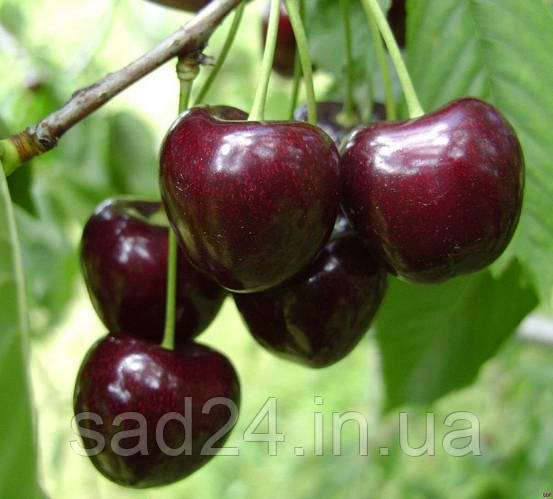Плодовое дерево Черешня Регина (ID#2061044000), цена: 80 ₴, купить на ...