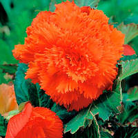 Луковицы цветка Бегония Fimbriata Оранжевая