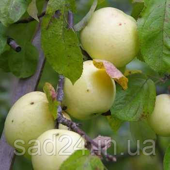Плодове дерево Яблуня Антонівка