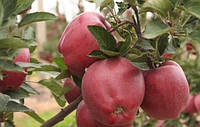 Плодовое дерево Яблоня Глостер