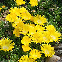 Декоративное растение Делосперма Йеллоу Айс Плант (Yellow Ice Plant) / ЗКС