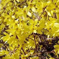 Декоративное растение Форзиция Цветущая Желтая (двухлетняя)