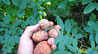 Плодовое дерево Грецкий орех Великан (привитый) двухлетний